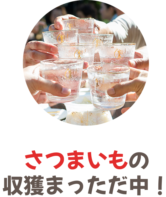 さつまいもの収穫まっただ中！あなたの応援を、生産農家の力に。