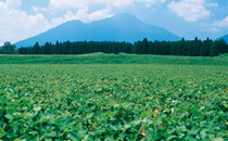 霧島連山を臨むさつまいも畑